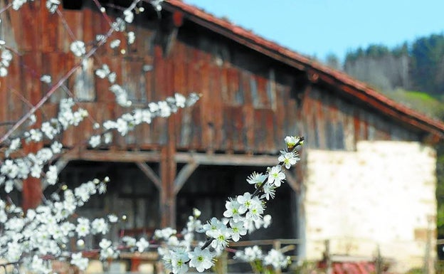 Baratzeko landaketak planifikatzeko hainbat aholku Igartubeititik