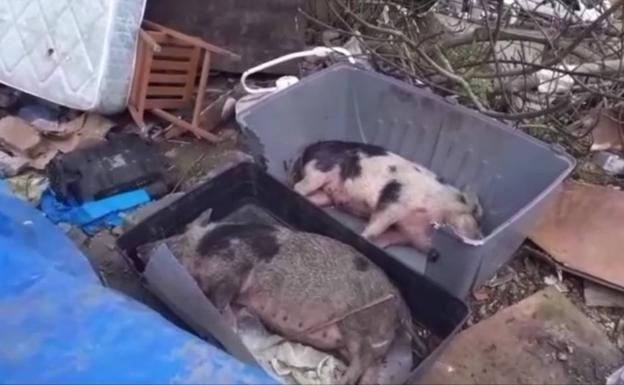 Denuncian a un concejal de Santurtzi por la muerte de dos cerdos vietnamitas en un desalojo municipal