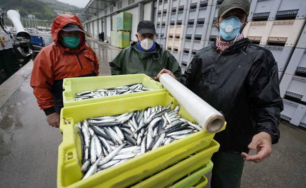 Descargadas más de 1.100 toneladas de verdel en la última semana, con un precio un 27% mayor que el año pasado