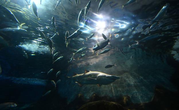 Los peces del Aquarium devoran más de 80.000 euros de comida al año