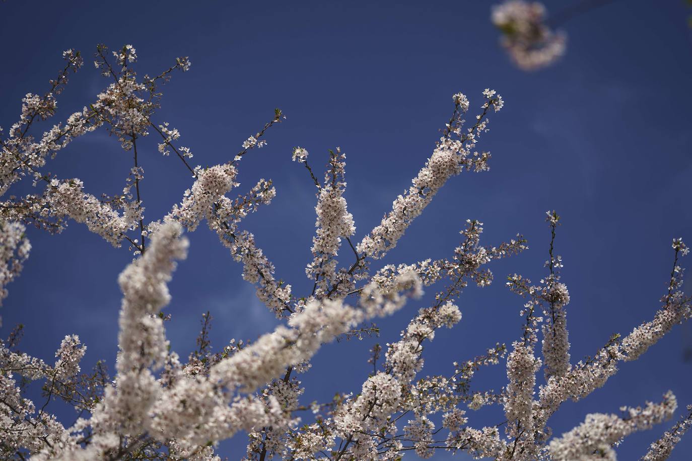Los cerezos en flor de Washington