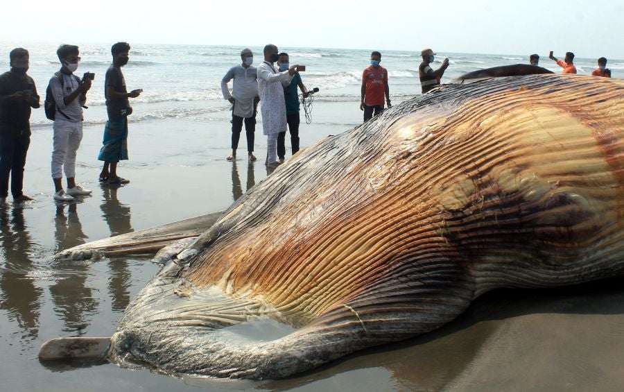 'Selfie' con la ballena