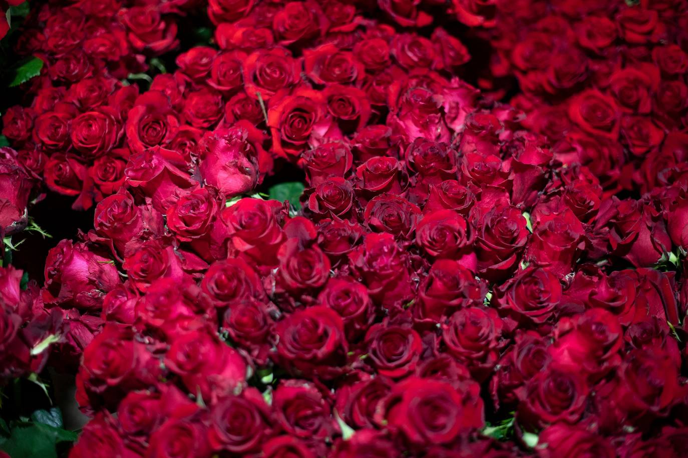 Millones de rosas para Sant Jordi