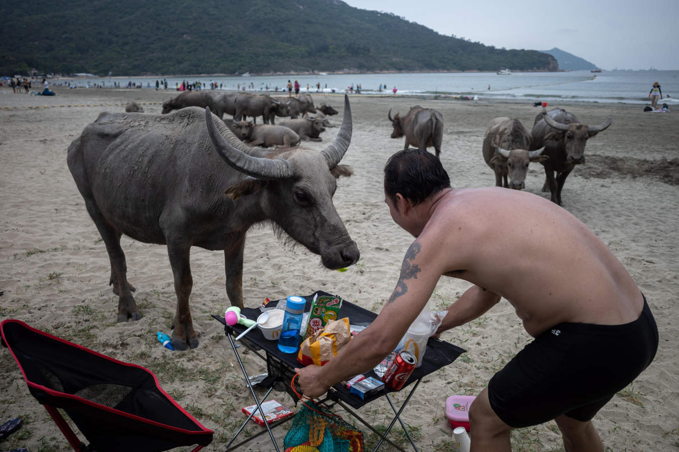 Los búfalos de agua cercan la playa