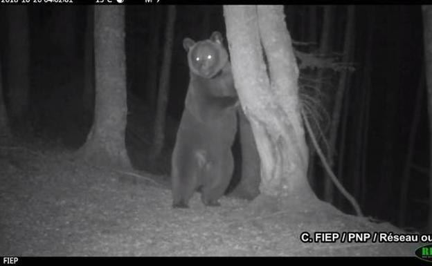 La osa 'Sorita' da a luz en el Pirineo a tres cachorros