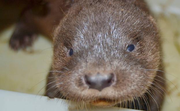 Nace una cría de nutria en Sendaviva