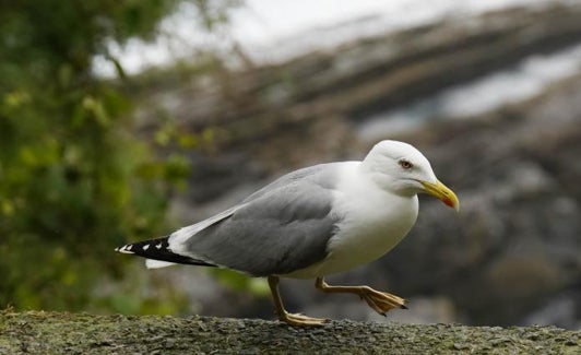 Donostiarras de altos vuelos