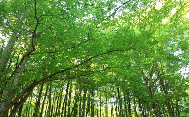 Abrazar árboles, un buen antiestrés