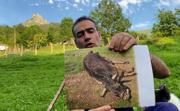 «Un pastor me dijo que habían matado de un tiro a una de mis vacas»