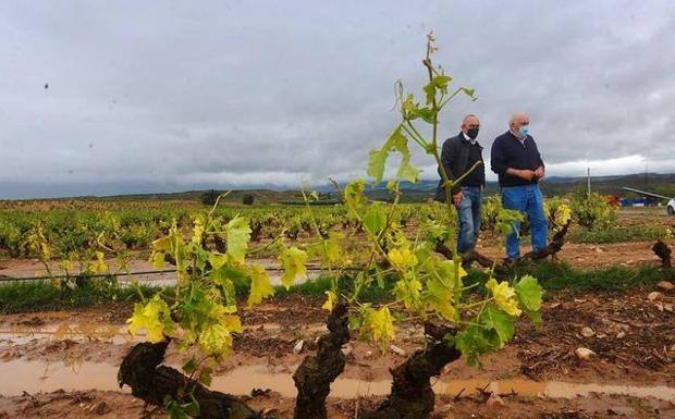 Una granizada daña cientos de hectáreas de viñedo y cereal en Rioja Alavesa
