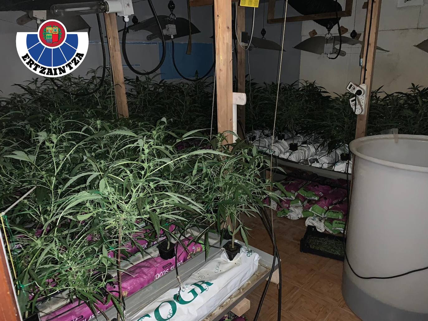 Sorprendidos en una plantación 'indoor' de marihuana en Elgoibar