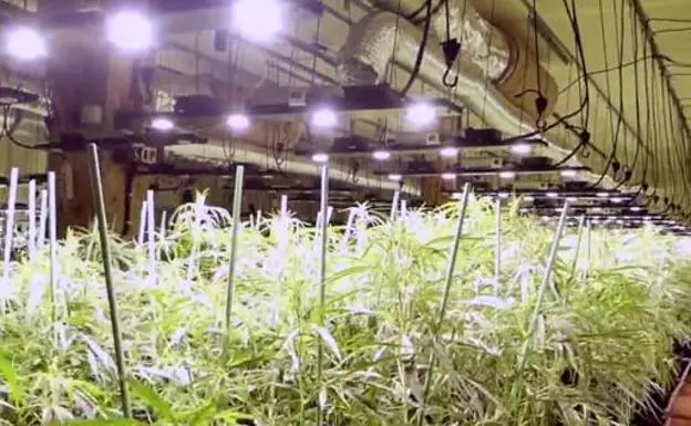 Desmantelada en Lemoa una plantación de marihuana con 1.350 plantas