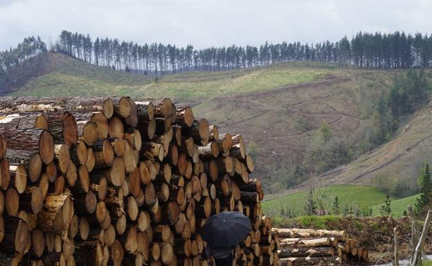 Muere un trabajador forestal de 27 años en un accidente laboral en Muxika