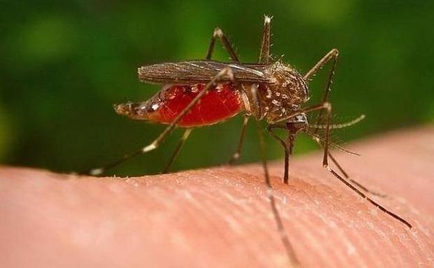 Los picotazos que más incordian