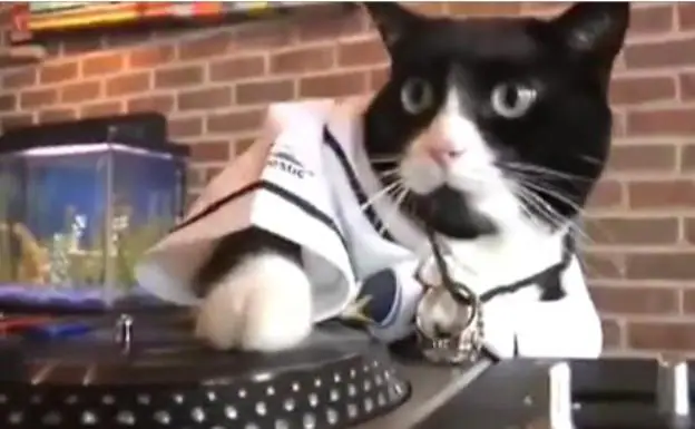 La fiesta del gato 'dj': pone la música a tope y amarga el sueño a sus vecinos en Lugo