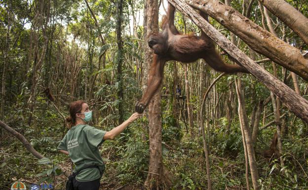 La veterinaria vasca que salva orangutanes