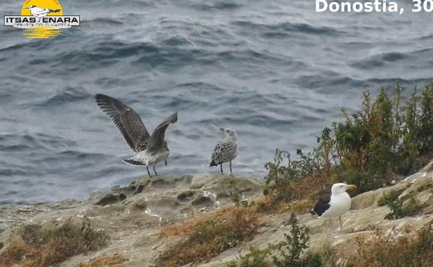 Ya sobrevuelan Donostia los dos pollos de gavión atlántico