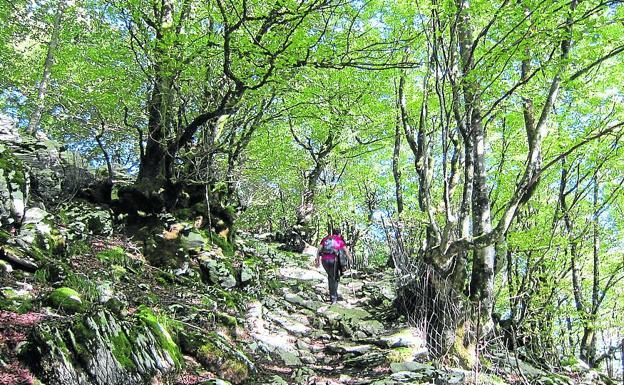 Paseo entre espectaculares árboles centenarios