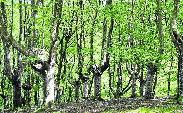 Oieleku, el sueño de miles de noches de verano