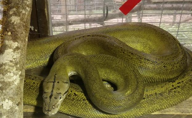 La presencia de una pitón de más de dos metros en plena calle sorprende a un hombre en Bilbao