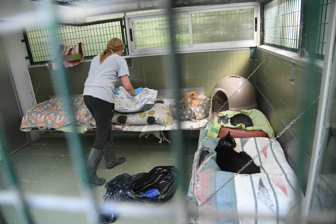 «Hace 20 años podíamos llegar a recibir más de 50 perros solo en agosto»