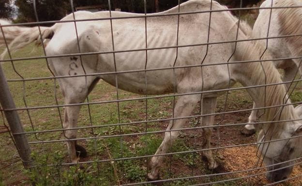 El drama de los caballos famélicos y abandonados en Bakio