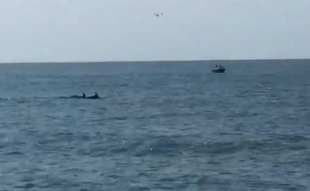 Los delfines visitan la playa de Anglet