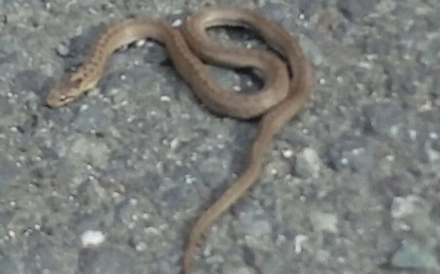 Una víbora de Seoane se deja ver en plena calle