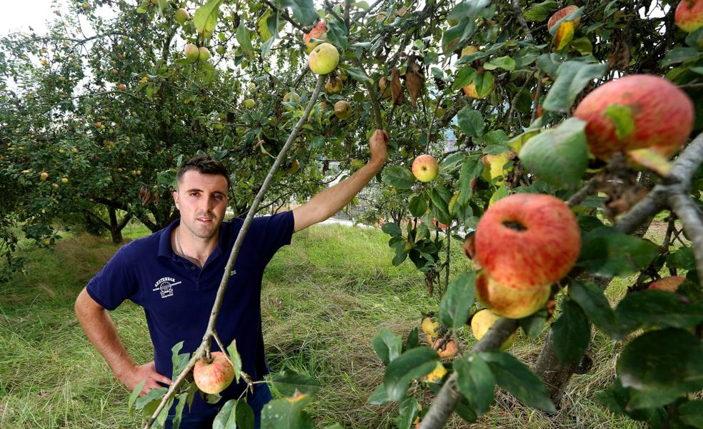 «Los manzanos están a tope»