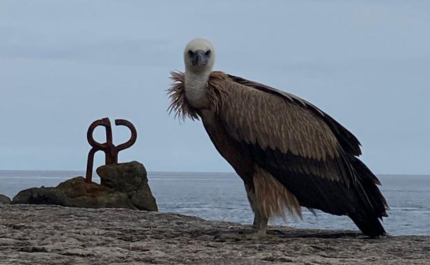 Un buitre leonado 'posa' ante el Peine del Viento