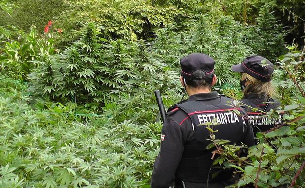 Detenido en Legorreta tras desmantelar una plantación de marihuana con más de doscientas plantas