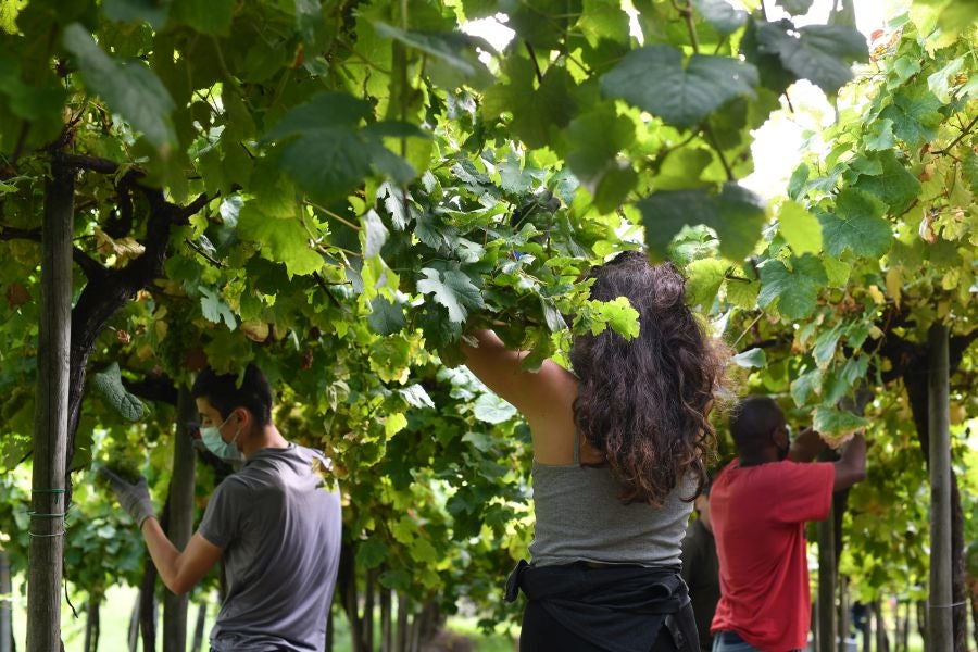Ya huele a mosto en Getaria