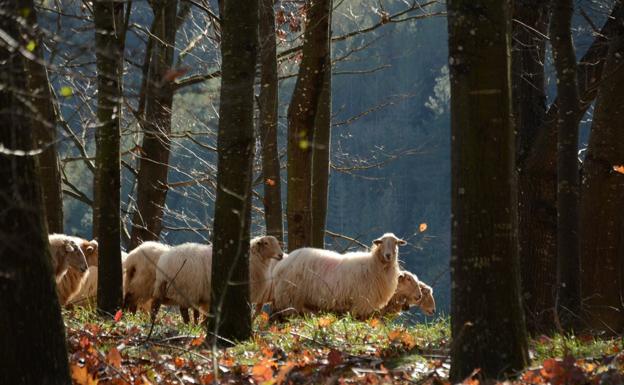 Buscando la mejor oveja autóctona del Pirineo