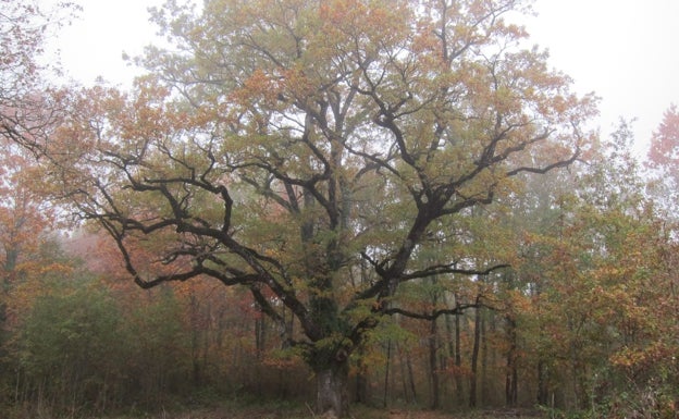 Danbulintxulo y sus robles milenarios estrenan el otoño