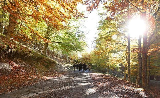 Cinco rutas por los bosques otoñales de Gipuzkoa, Álava, Cantabria y Navarra