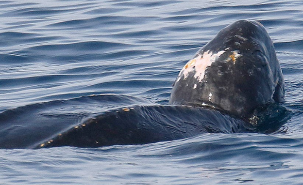 Avistado un gran ejemplar de tortuga laúd a 12 millas del Puerto de Bermeo