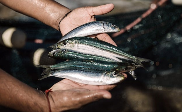 «La sardina, el txitxarro, el carcajal o la faneca son muy buenos y muy asequibles»