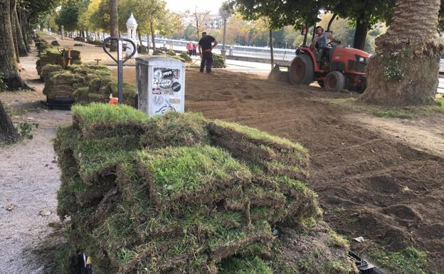 Una pradera de narcisos vestirá de amarillo el paseo de Francia este próximo invierno