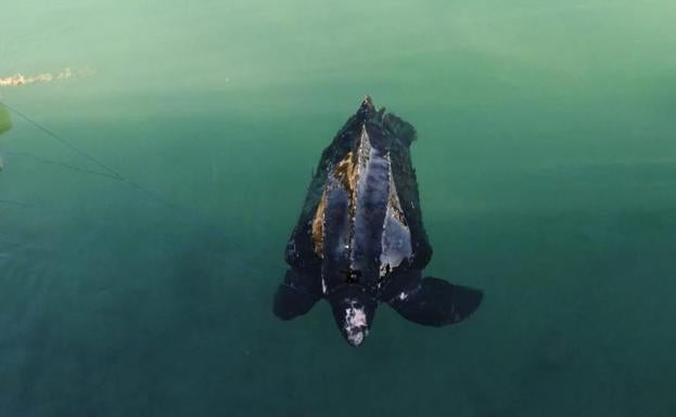 Rescatan a una tortuga laúd atrapada en el puerto de Hondarribia