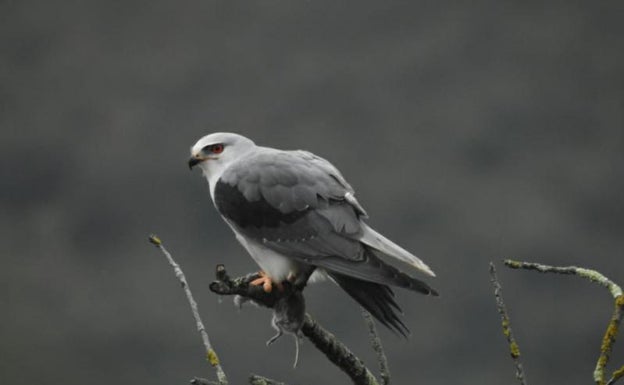 Eguzki denuncia la caza de dos aves protegidas en Gipuzkoa