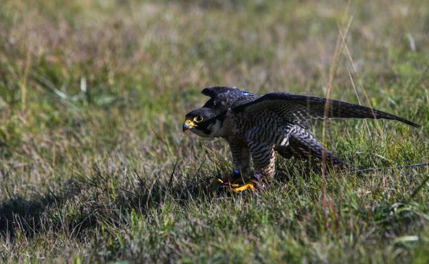 Cierran diez puestos de caza en Jaizkibel tras la muerte de un halcón