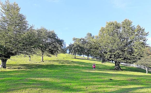 Loatzo, un bonito rincón entre gigantes