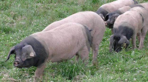 Baztan acogerá las IV Jornadas de Alimentos con calidad diferenciada