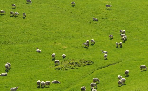La comunidad escolar invita este curso a dar valor a prados y pastizales