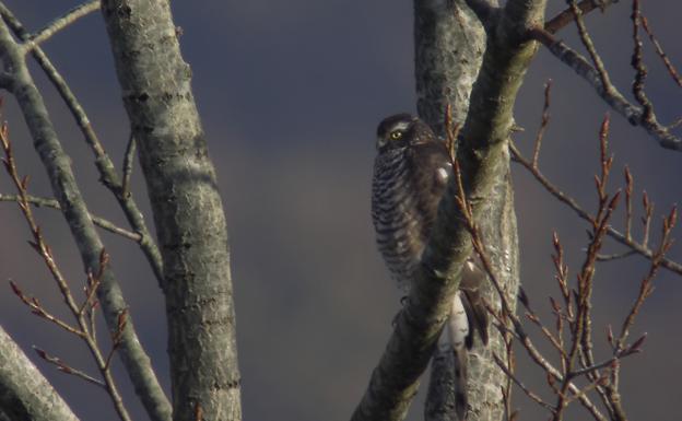 Denuncian la muerte de un gavilán en Usurbil a causa de un disparo de escopeta