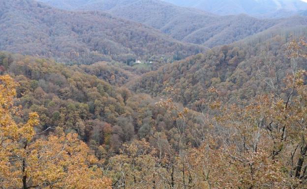 Artikutza, entre millones de árboles