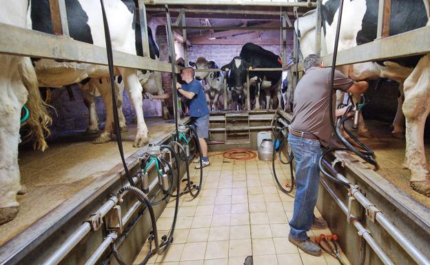 Los ganaderos de leche denuncian que se encuentran en «quiebra económica»