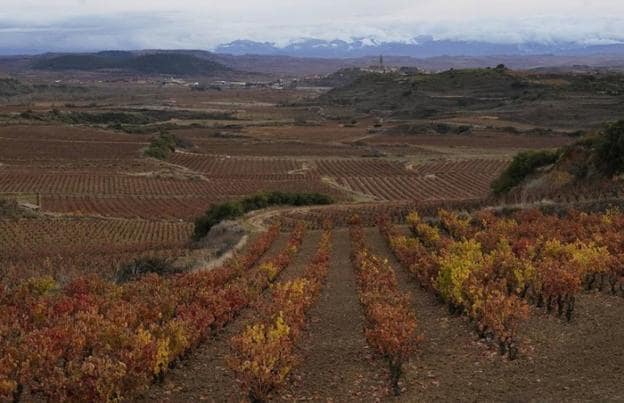 Rioja Alavesa pierde medio centenar de pequeñas bodegas en la última década