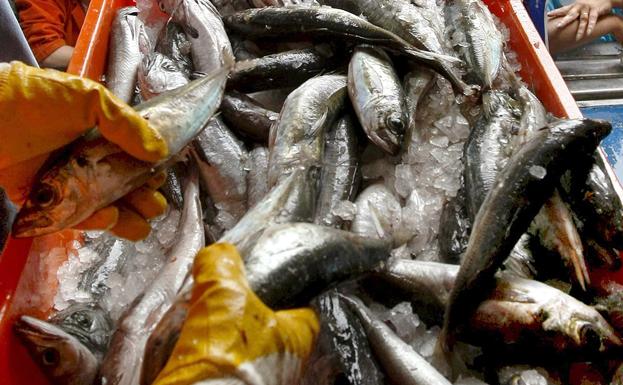 España pacta un recorte del 8% para la merluza del litoral en 2022