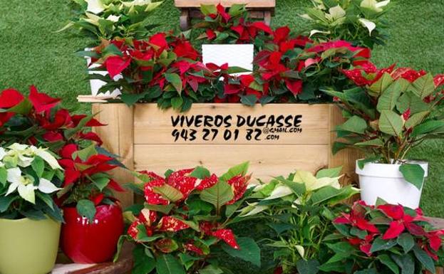 Tus plantas de Navidad, gratis en tu casa